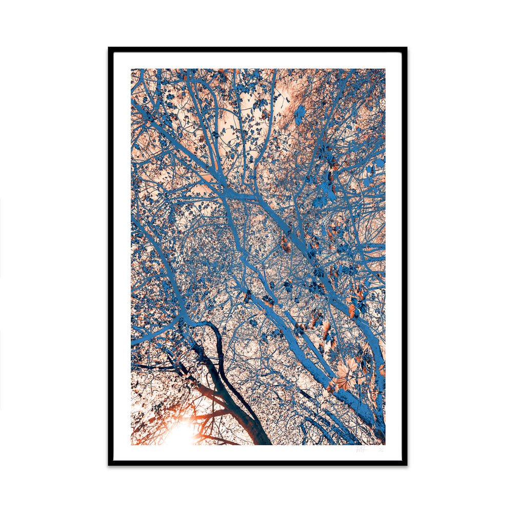 natural network climate edition photography and illustration limited edition art print created by artist phil at what phil sees for your home gallery wall
